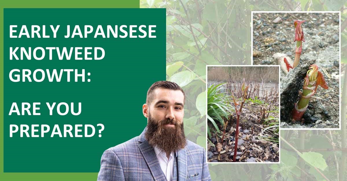 Early Japanese Knotweed growth: Are you prepared?
